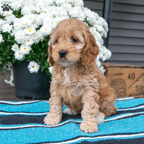 Luna, Cockapoo Puppy